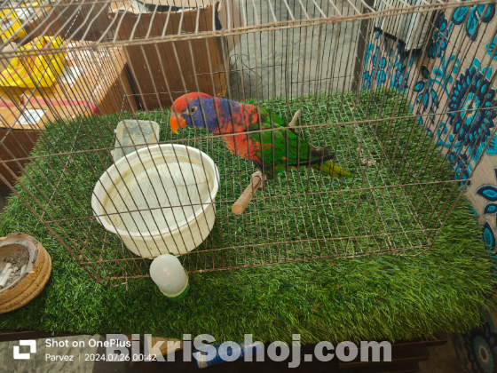 Sun Conure & Red Headed Green Factor Lory